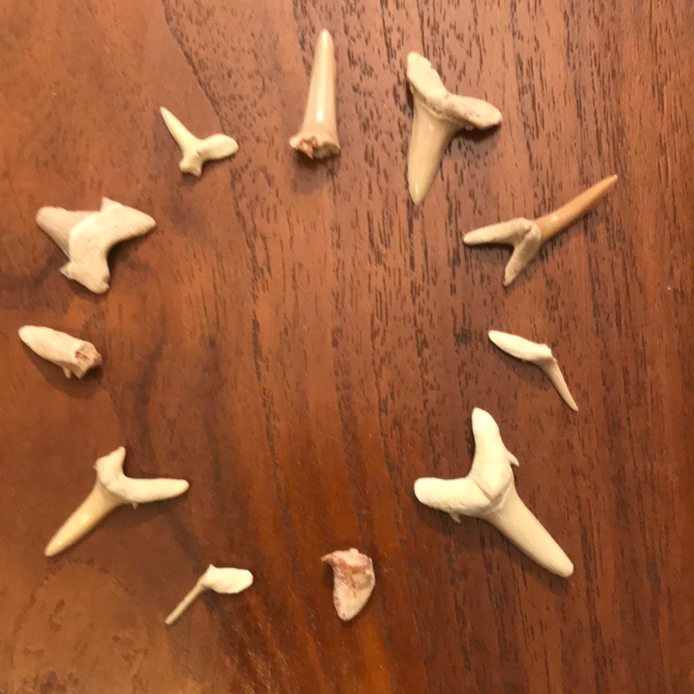 Real Shark Teeth Lot of 11